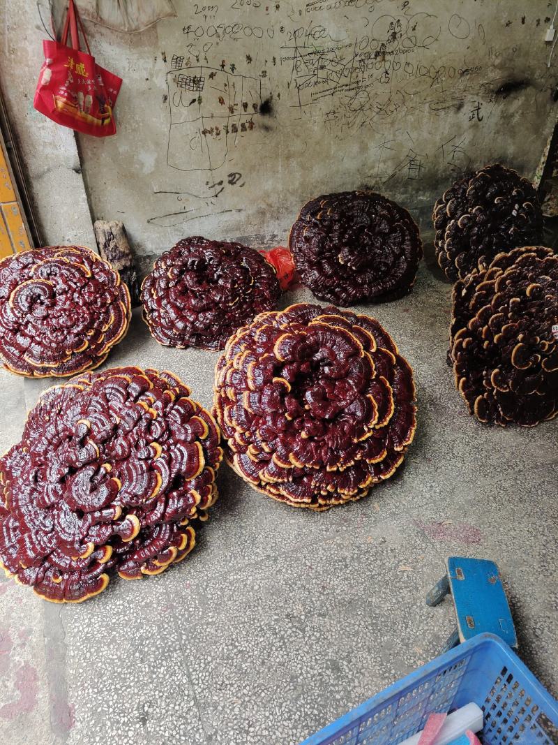 湘西超大灵芝盆景摆件，产地合作社种植欢迎各界同仁前来参观