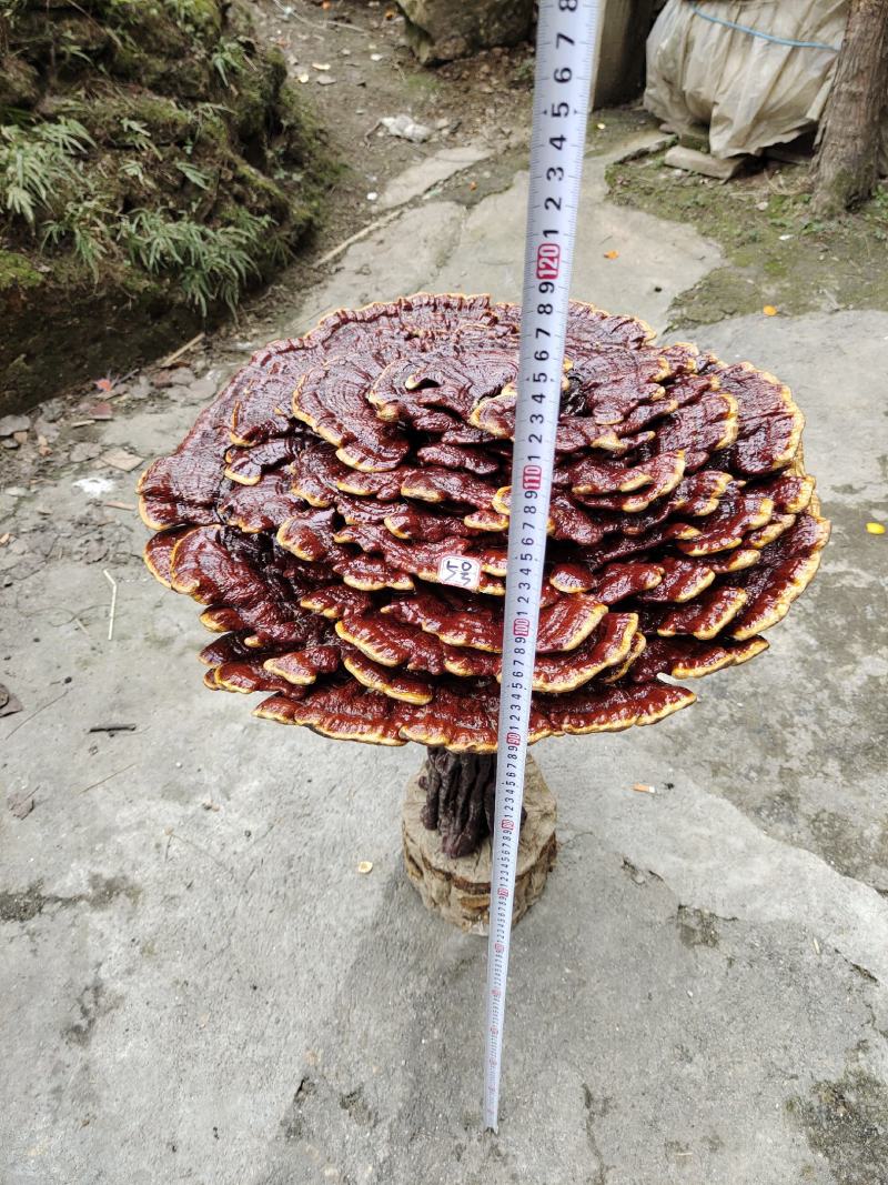 湘西超大灵芝盆景摆件，产地合作社种植欢迎各界同仁前来参观