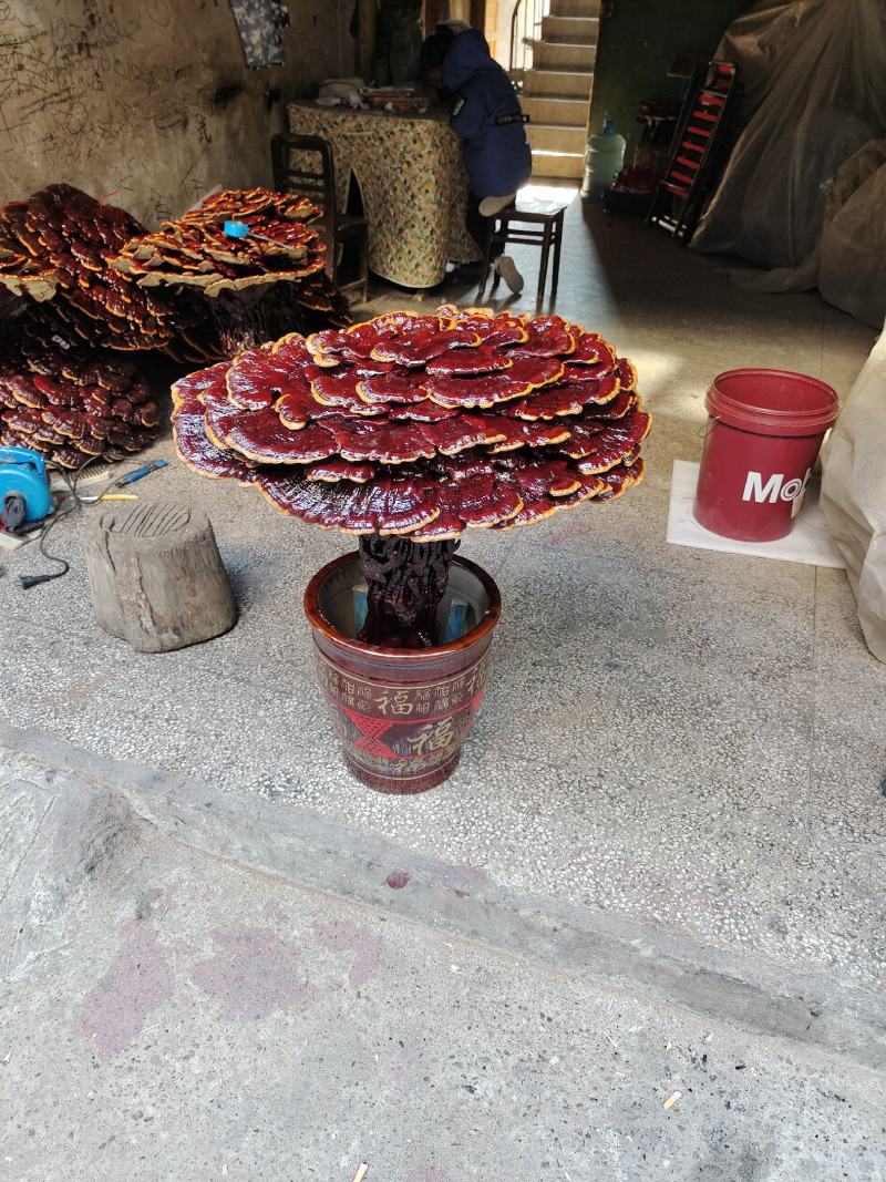 湘西超大灵芝盆景摆件，产地合作社种植欢迎各界同仁前来参观