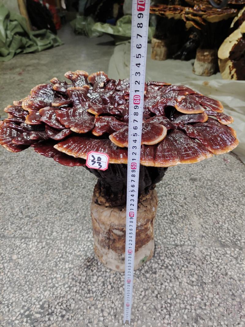 湘西超大灵芝盆景摆件，产地合作社种植欢迎各界同仁前来参观