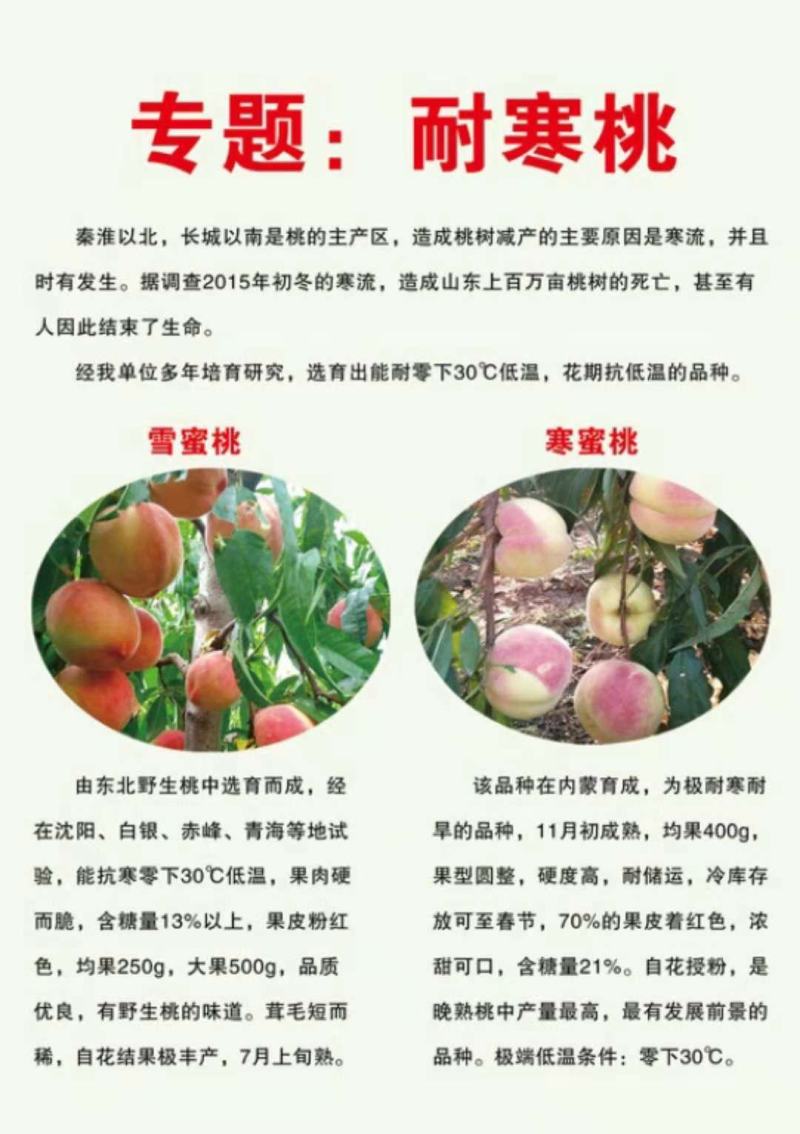 极晚熟，中华2号冬桃苗，离核，脆甜，甜度高