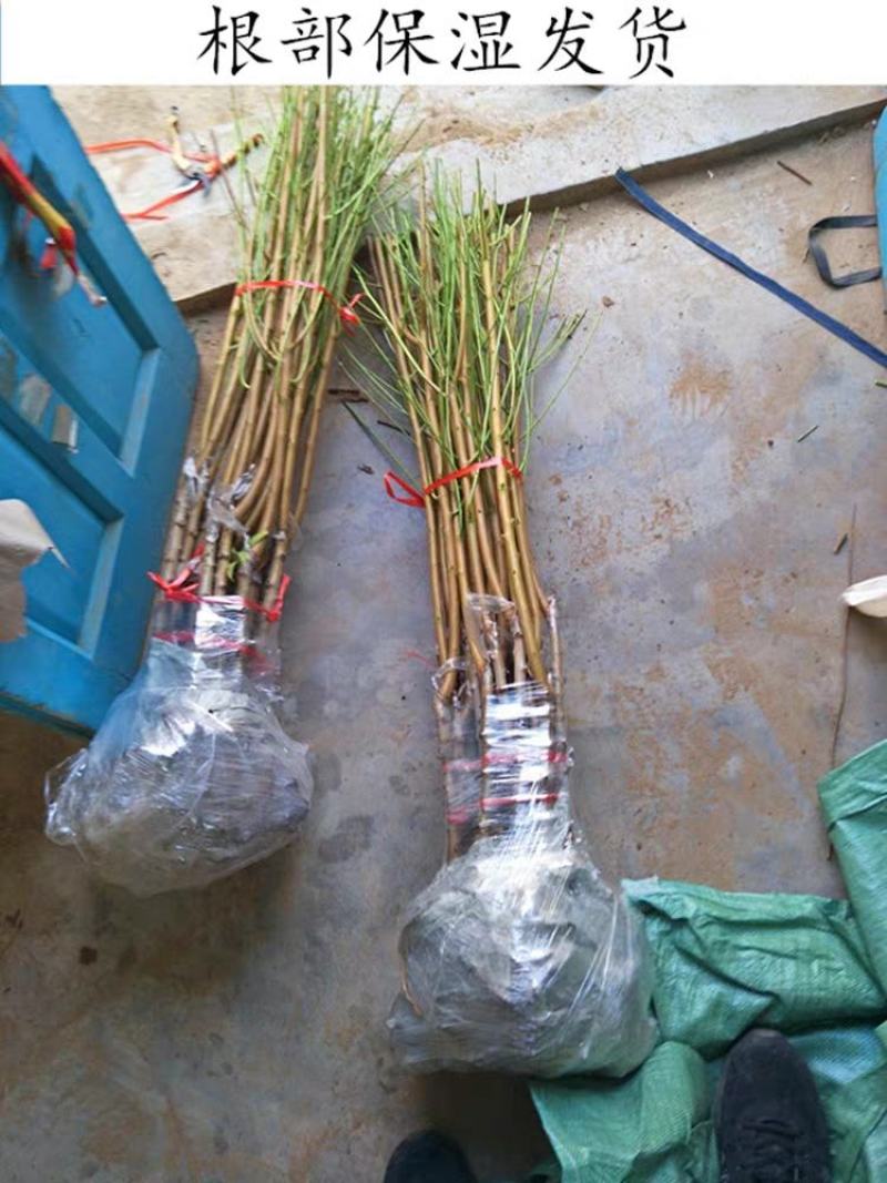 极晚熟，中华2号冬桃苗，离核，脆甜，甜度高