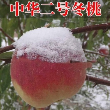 极晚熟,中华2号冬桃苗,离核,脆甜,甜度高