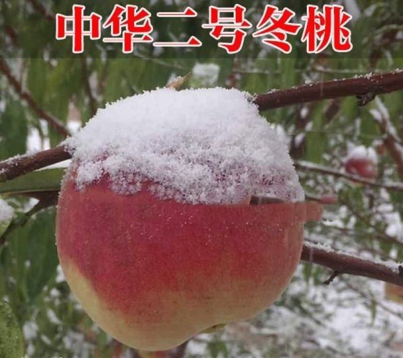 极晚熟，中华2号冬桃苗，离核，脆甜，甜度高