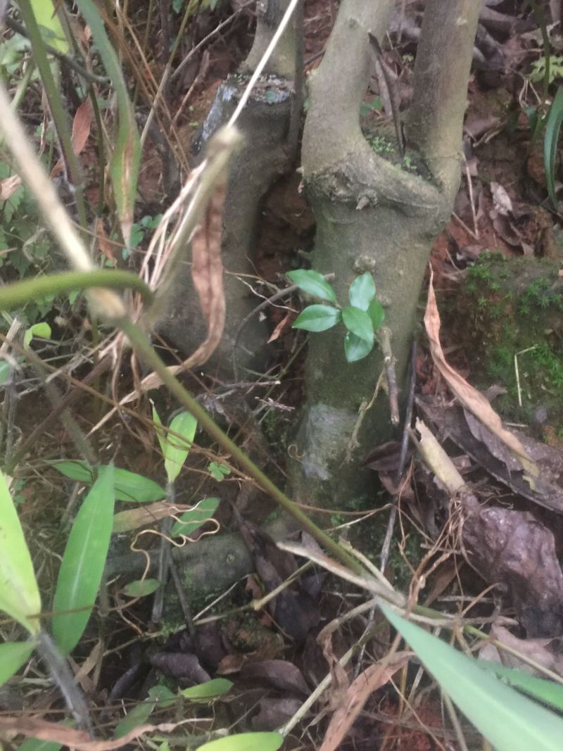 风景树城市环境绿化