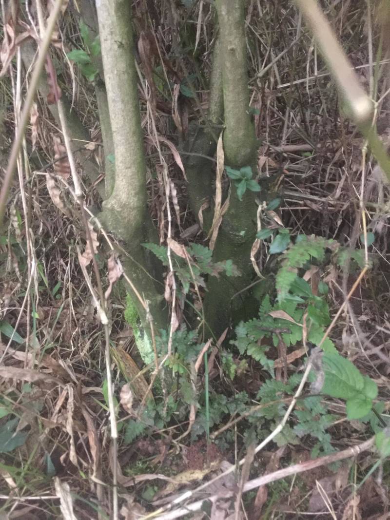 风景树城市环境绿化