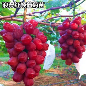浪漫红颜葡萄苗《速生生长速度快》成活率高耐旱