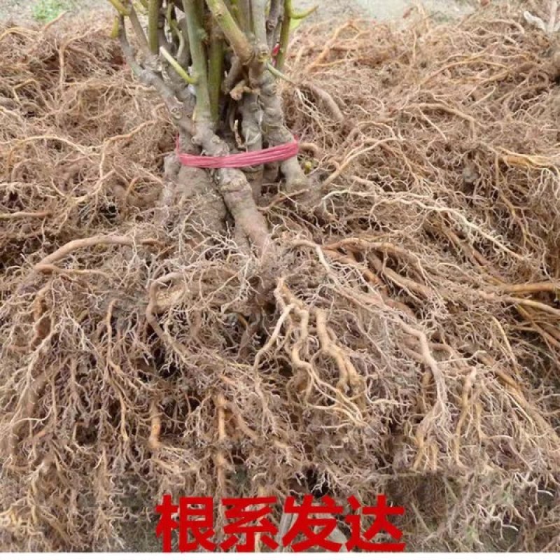 红心猕猴桃苗《速生生长速度快》成活率高耐旱