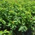 车厘子樱桃苗《速生生长速度快》成活率高耐旱