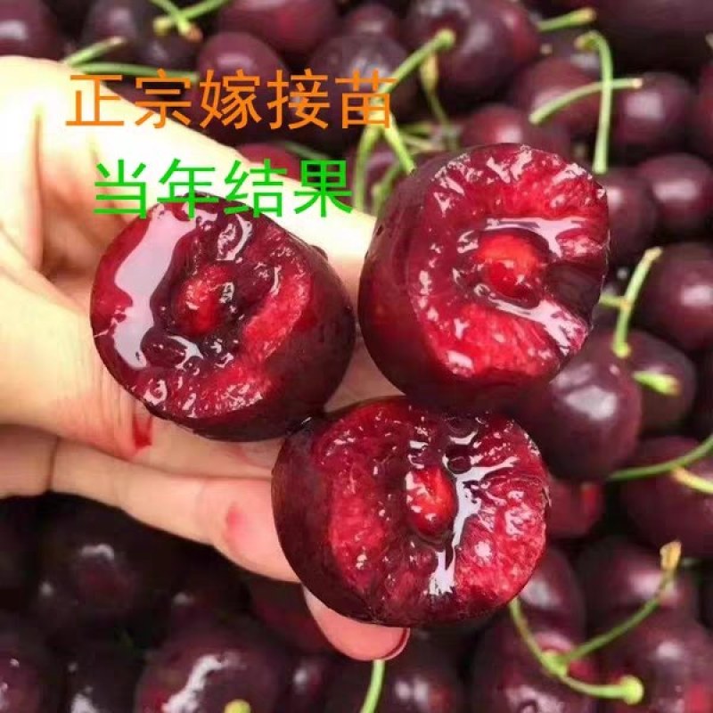 车厘子樱桃苗《速生生长速度快》成活率高耐旱