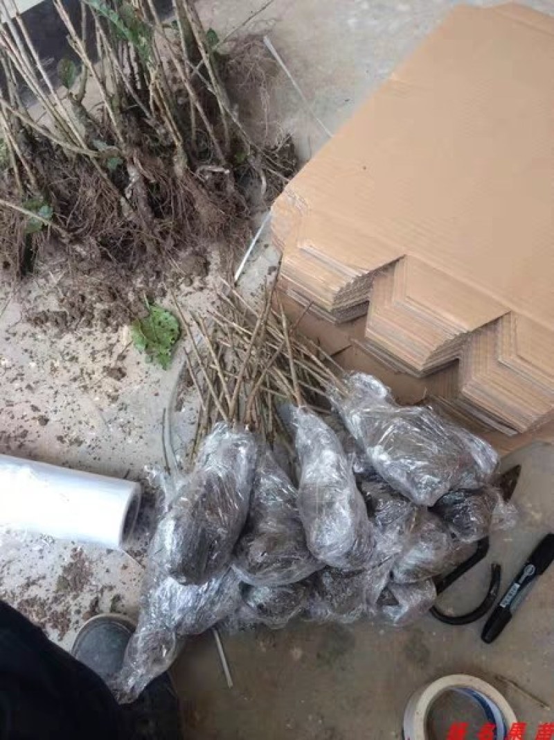 车厘子樱桃苗《速生生长速度快》成活率高耐旱