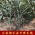 车厘子樱桃苗《速生生长速度快》成活率高耐旱