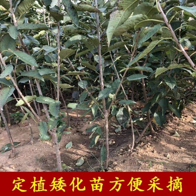 车厘子樱桃苗《速生生长速度快》成活率高耐旱