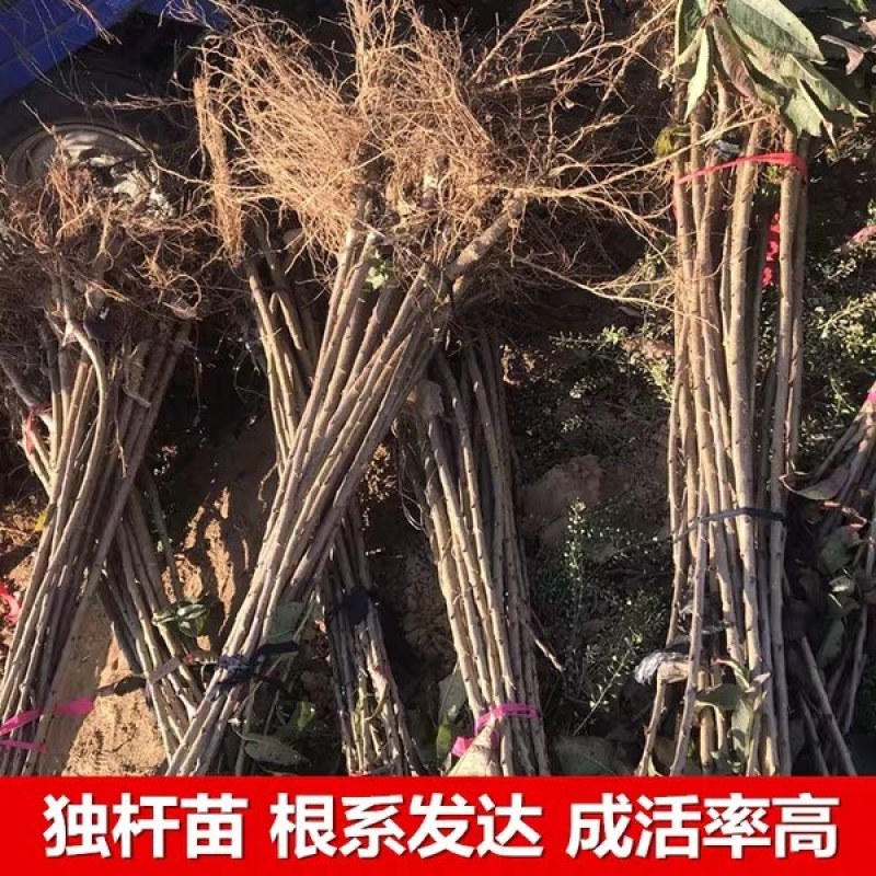 车厘子樱桃苗《速生生长速度快》成活率高耐旱