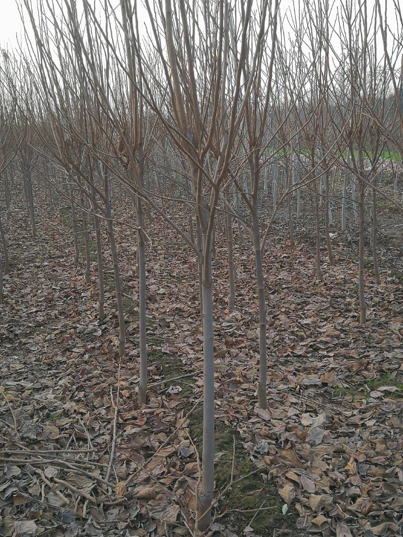 甜柿脆甜柿子苗火罐柿树基地直发南北种植