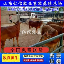 鲁西黄牛犊【买十送一】送货到家高额补贴货到付款