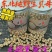 东北纯野生无硫平贝母[自然晾晒]无硫更健康欢迎选购