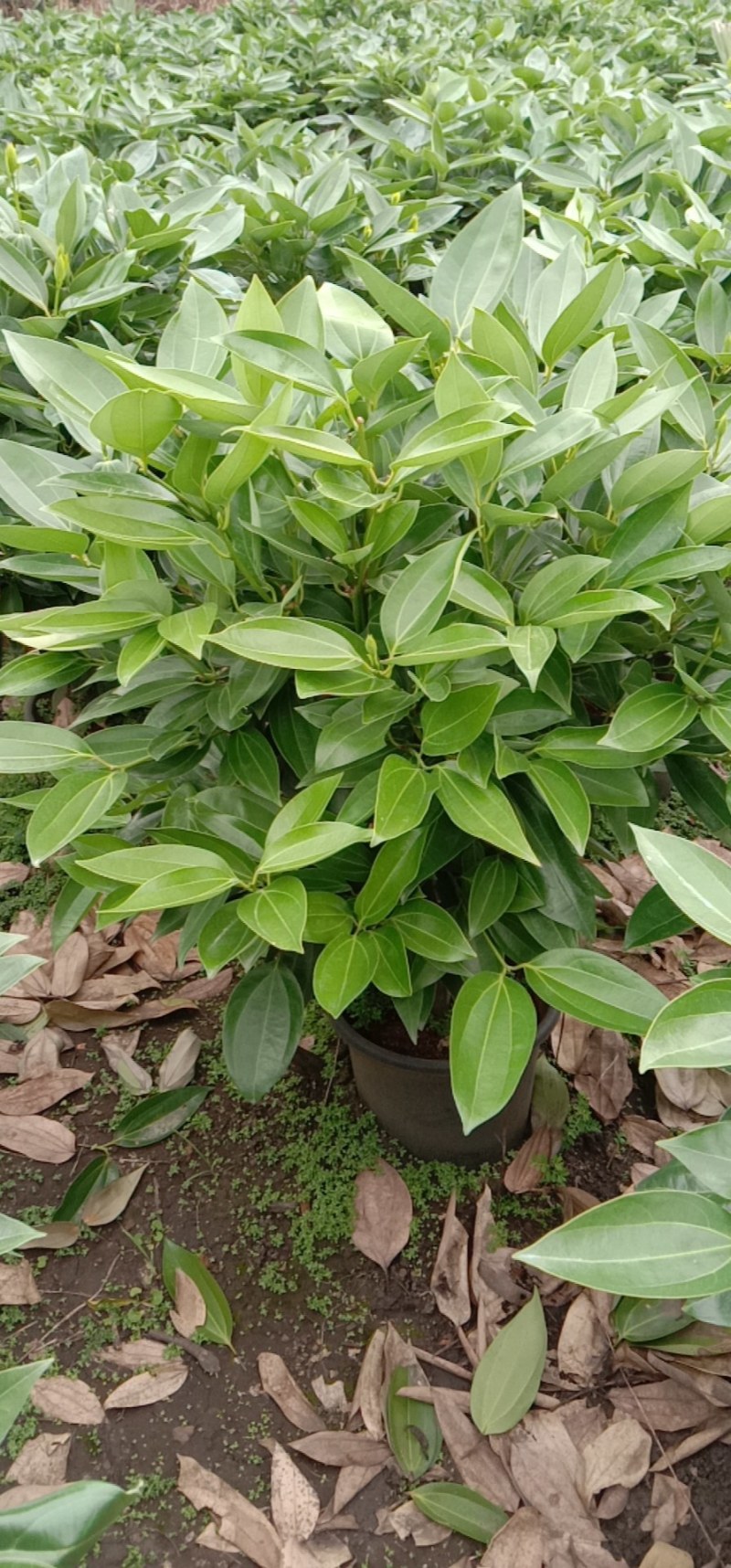 A货黑盆平安树，规格齐全