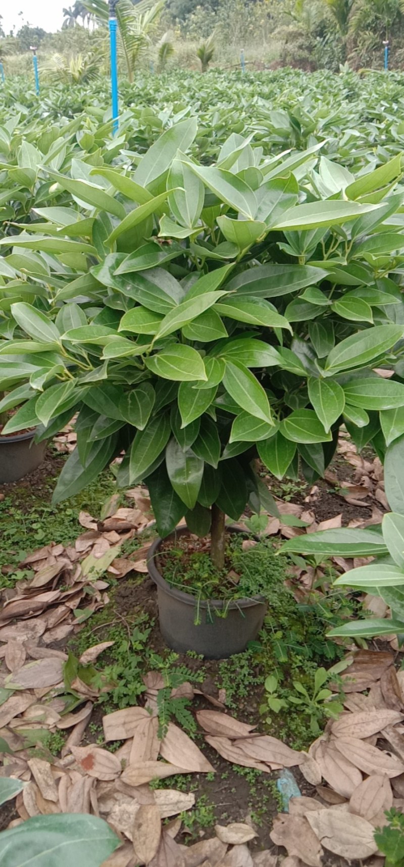 A货黑盆平安树，规格齐全
