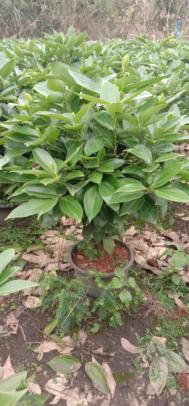 A货黑盆平安树，规格齐全