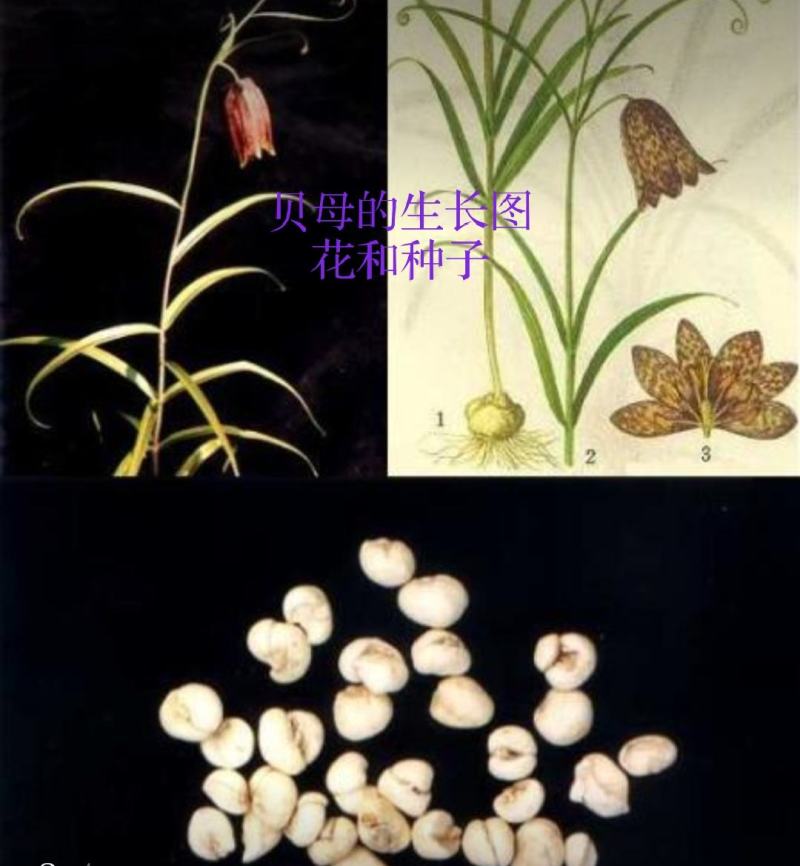 东北纯野生无硫平贝母[自然晾晒]无硫更健康欢迎选购