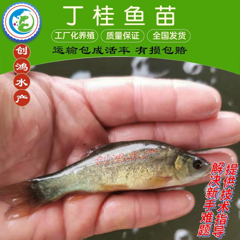 【热销推介】丁桂鱼鱼苗欧洲丁鱥鱼苗丁桂鱼水花效益高