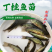 【热销推介】丁桂鱼鱼苗欧洲丁鱥鱼苗丁桂鱼水花效益高