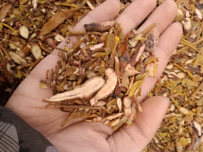 桑寄生槲寄生各种规格无沫无土过筛子批发零售
