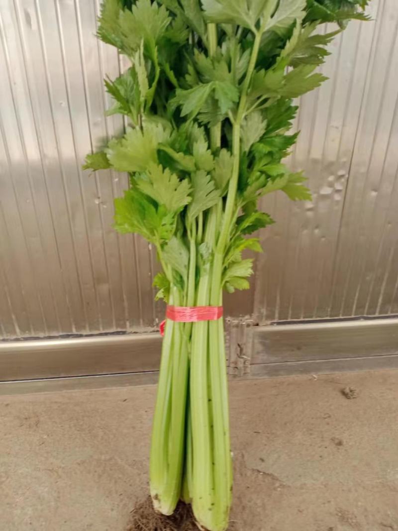 芹菜上市啦，欢迎您前来采购，高度:55-75公分
