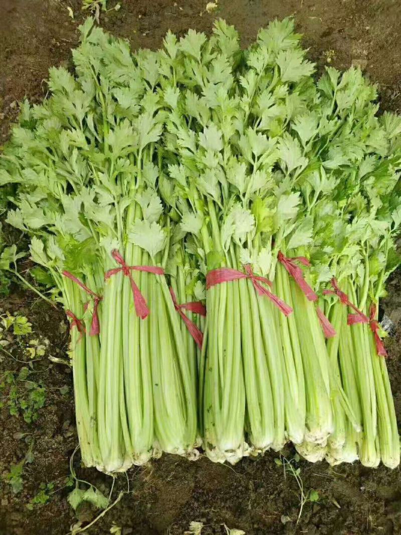 芹菜上市啦，欢迎您前来采购，高度:55-75公分