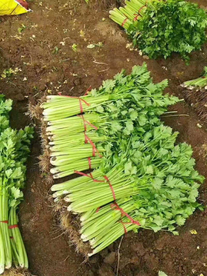 芹菜上市啦，欢迎您前来采购，高度:55-75公分