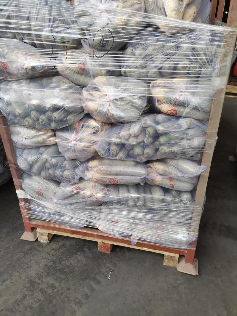 水果萝卜，潍县青萝卜潍坊萝卜大量供应，人工免费低价出售