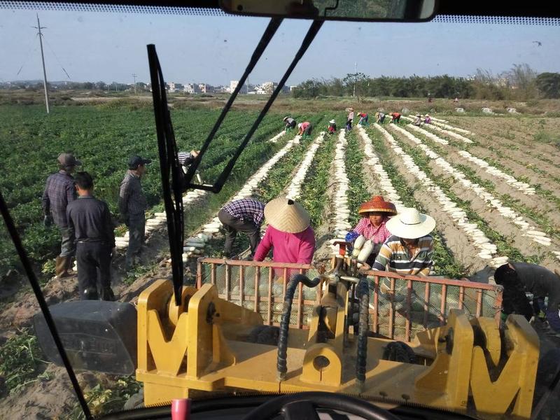 主要经营白萝卜从田头到十几工厂至出售，有大量出入买卖！