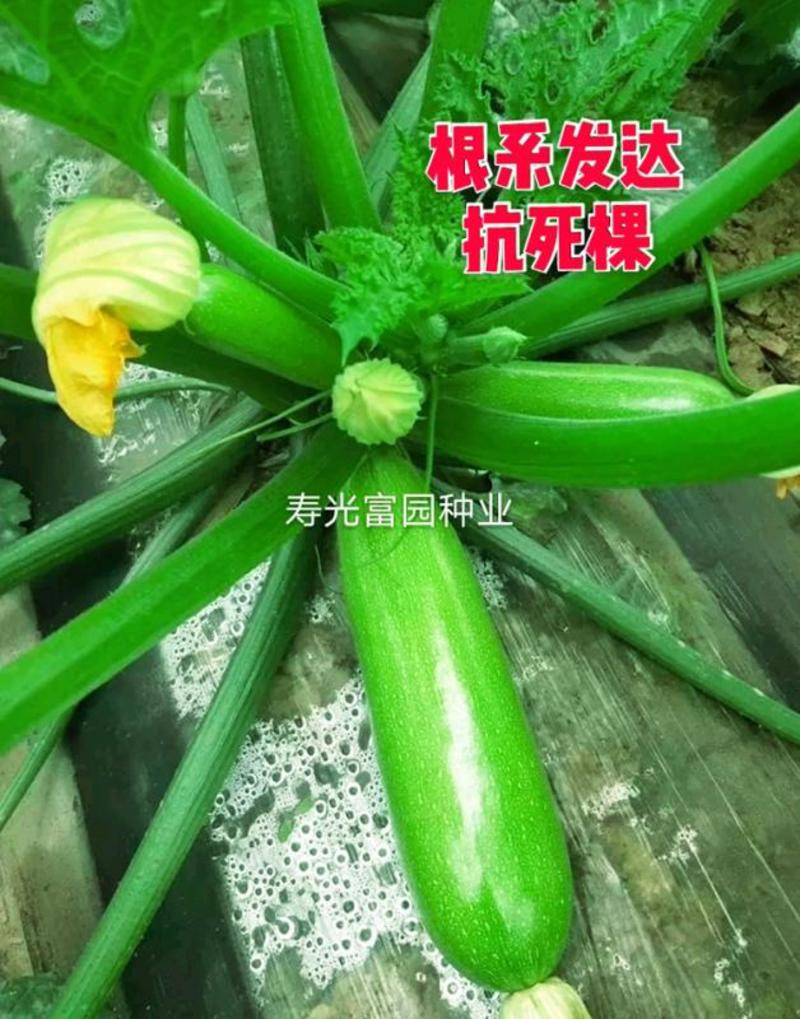 西葫芦种子早春油绿瓜条高产抗病毒早熟进口角瓜种子