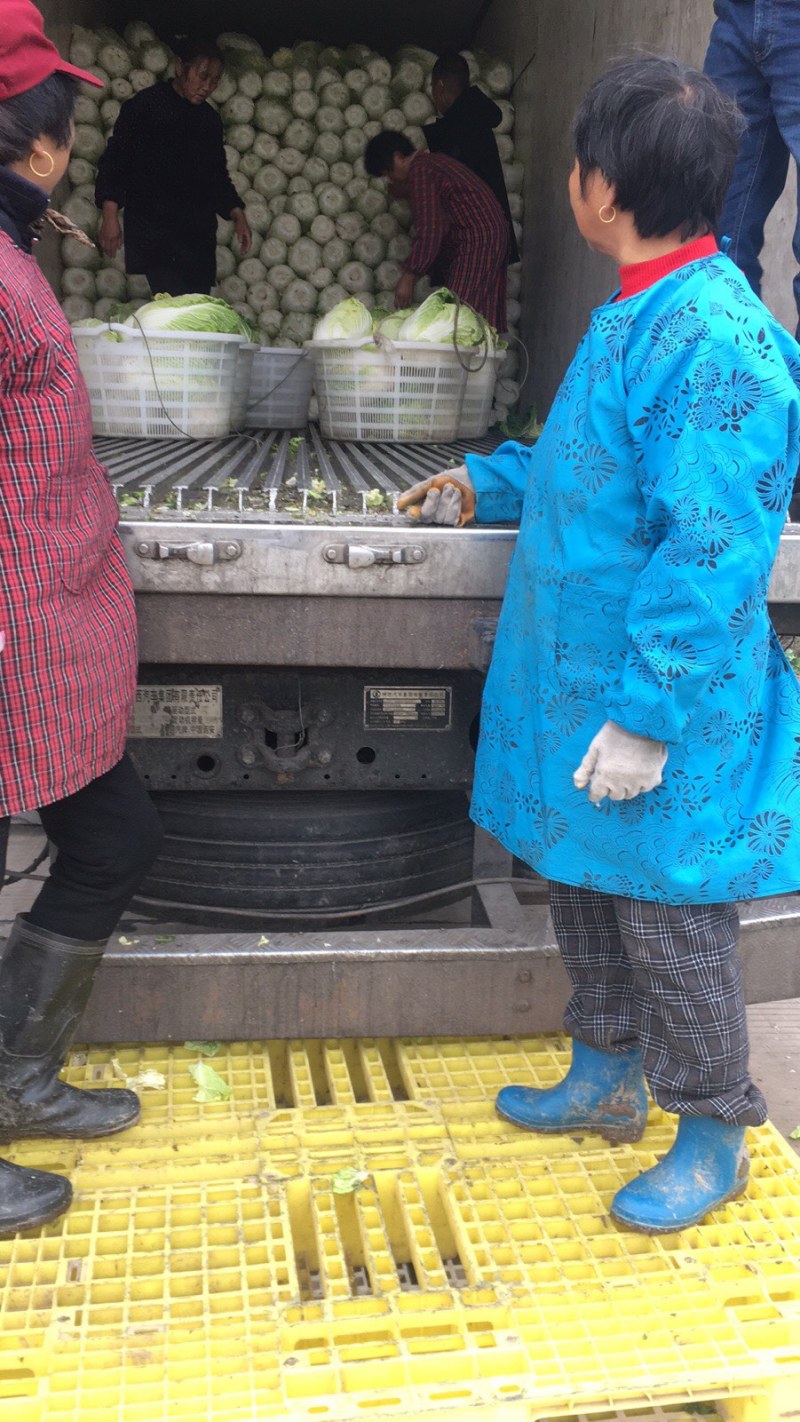 精品黄心大白菜，基地直供大量上市全国发货新鲜采摘