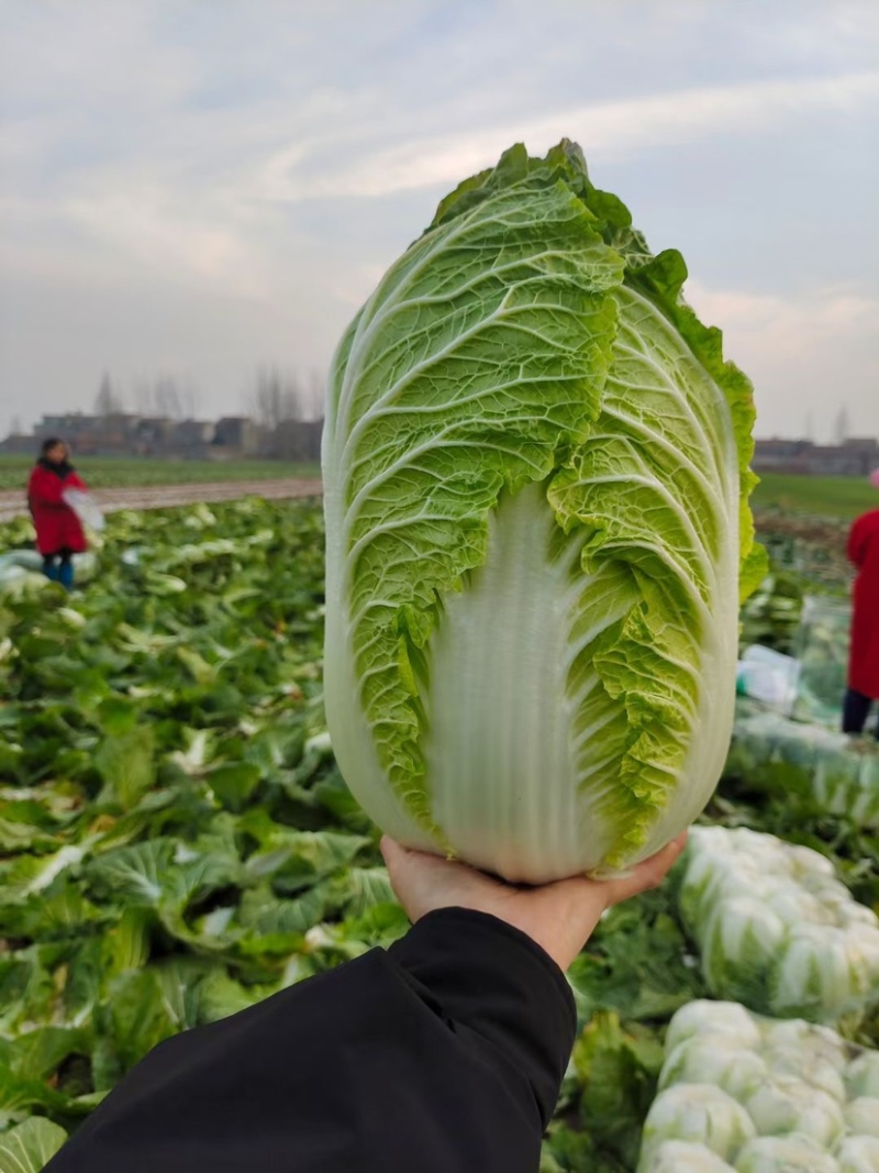 黄心大白菜！！大量上市