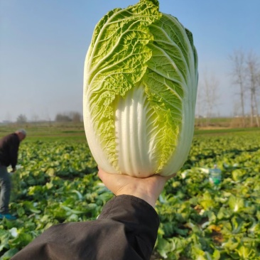 黄心大白菜！！大量上市