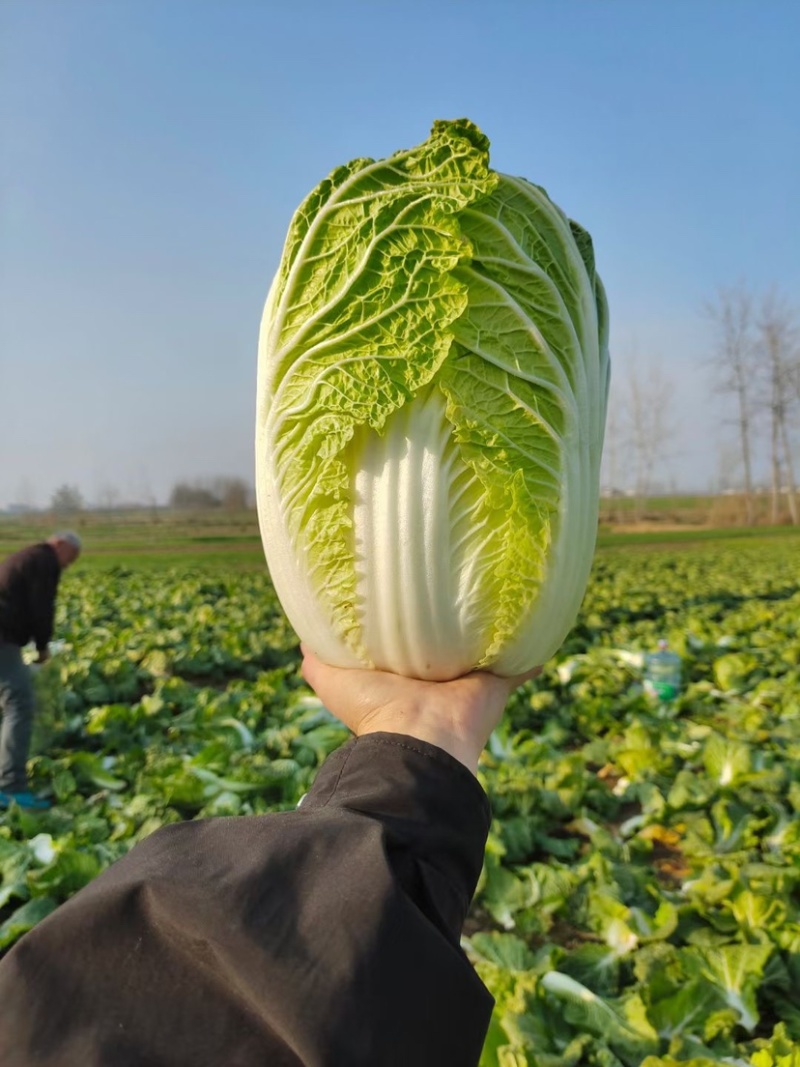 黄心大白菜！！大量上市
