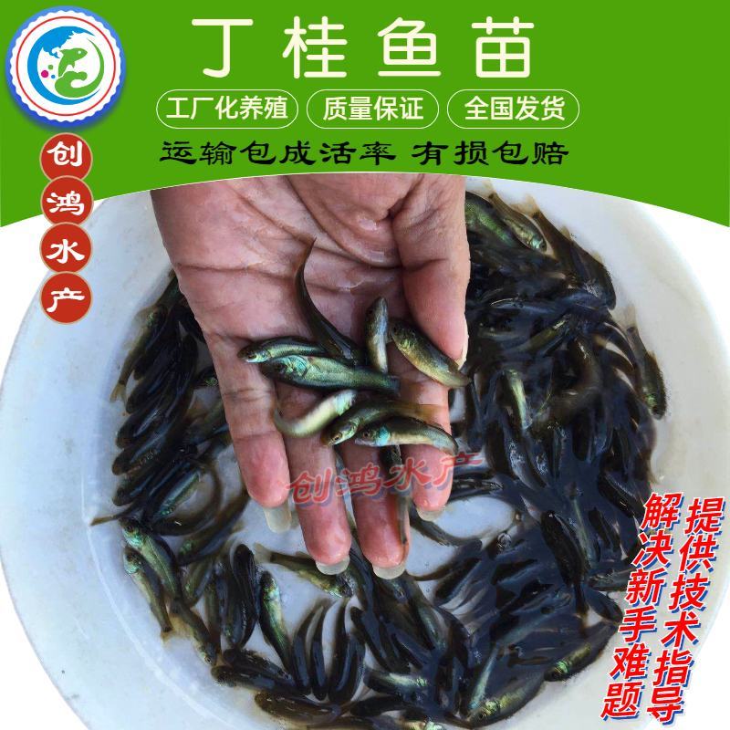 【热销推介】丁桂鱼苗欧洲丁鱥鱼苗丁桂鱼水花效益高