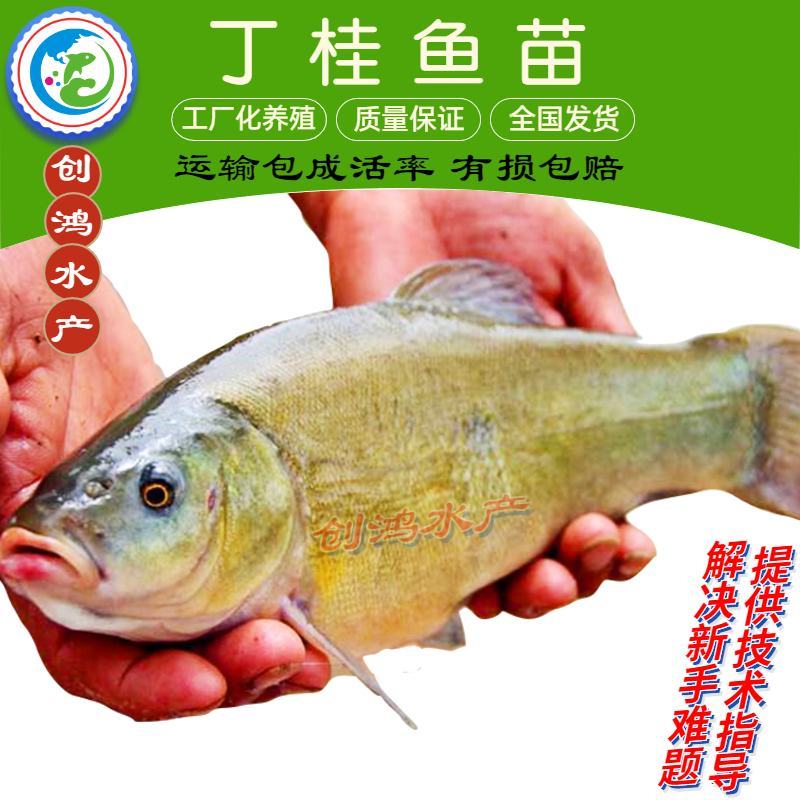 优质丁桂鱼鱼苗欧洲丁鱥鱼苗丁桂鱼苗水花食用观赏鱼
