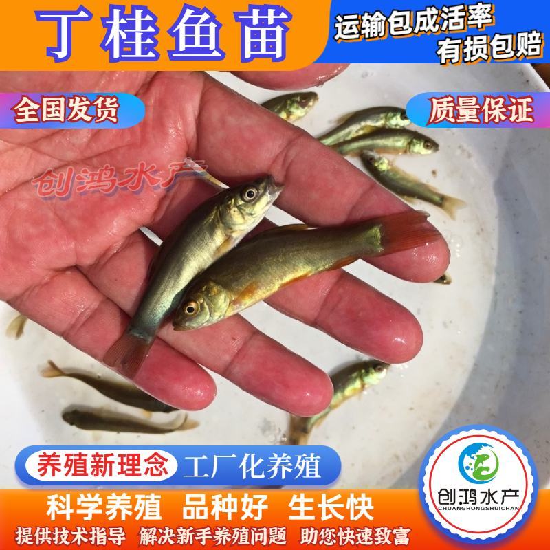 优质丁桂鱼鱼苗欧洲丁鱥鱼苗丁桂鱼苗水花食用观赏鱼