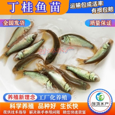 优质丁桂鱼鱼苗欧洲丁鱥鱼苗丁桂鱼苗水花食用观赏鱼