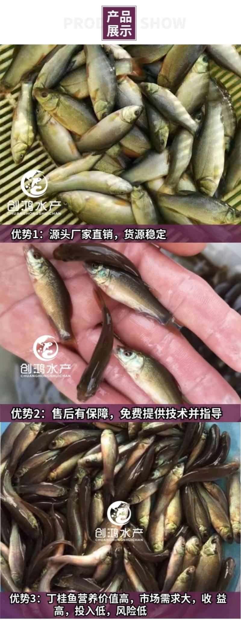 优质丁桂鱼鱼苗欧洲丁鱥鱼苗丁桂鱼苗水花食用观赏鱼