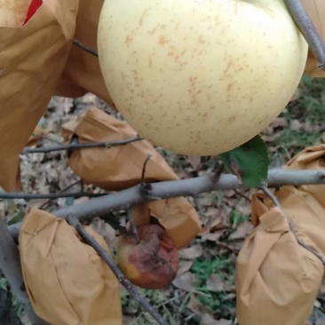 苹果树苗，维纳斯黄金苹果树苗，一级维纳斯黄金苹果树苗