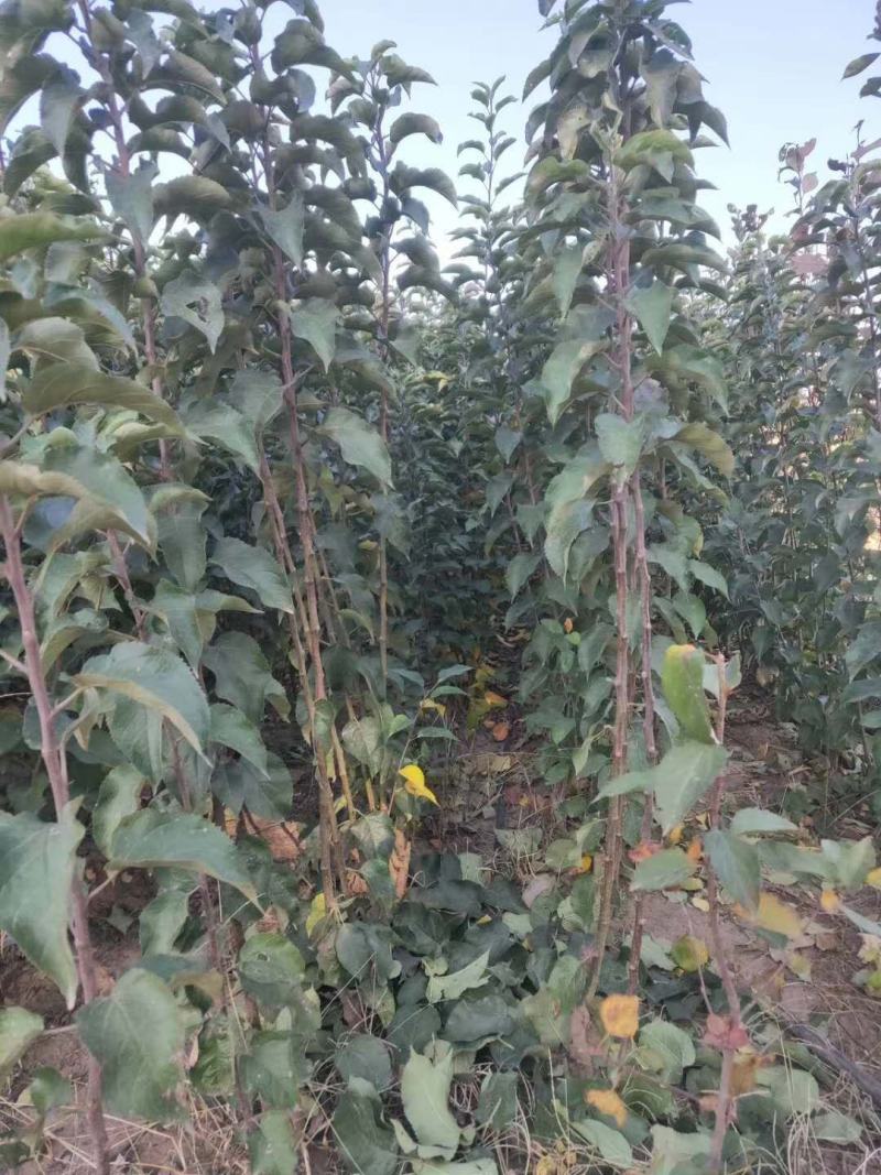 苹果树苗，维纳斯黄金苹果树苗，一级维纳斯黄金苹果树苗