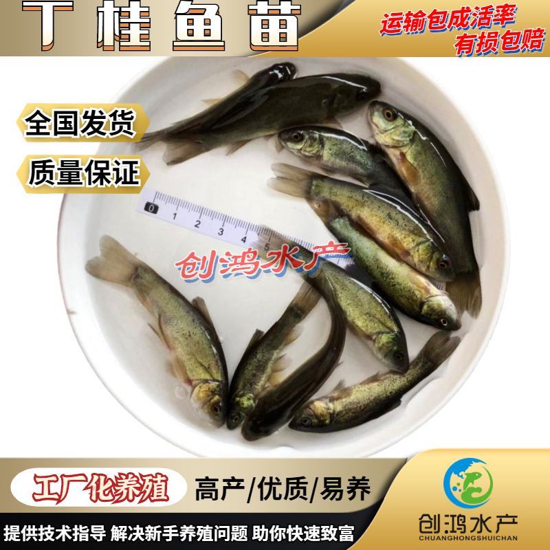 【热销推介】丁桂鱼苗欧洲丁鱥鱼苗丁桂鱼水花效益高