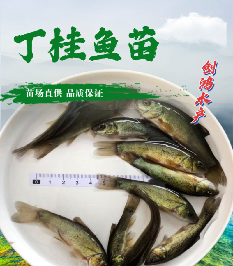 【热销推介】丁桂鱼苗欧洲丁鱥鱼苗丁桂鱼水花效益高