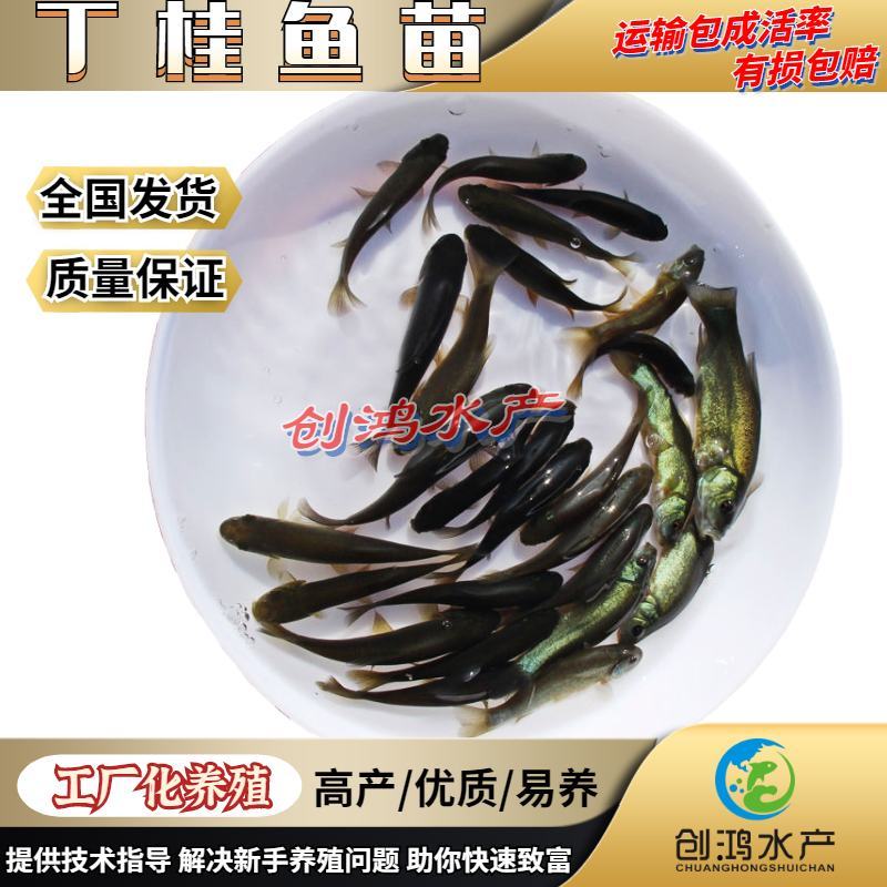 优质丁桂鱼鱼苗欧洲丁鱥鱼苗丁桂鱼苗水花食用观赏鱼