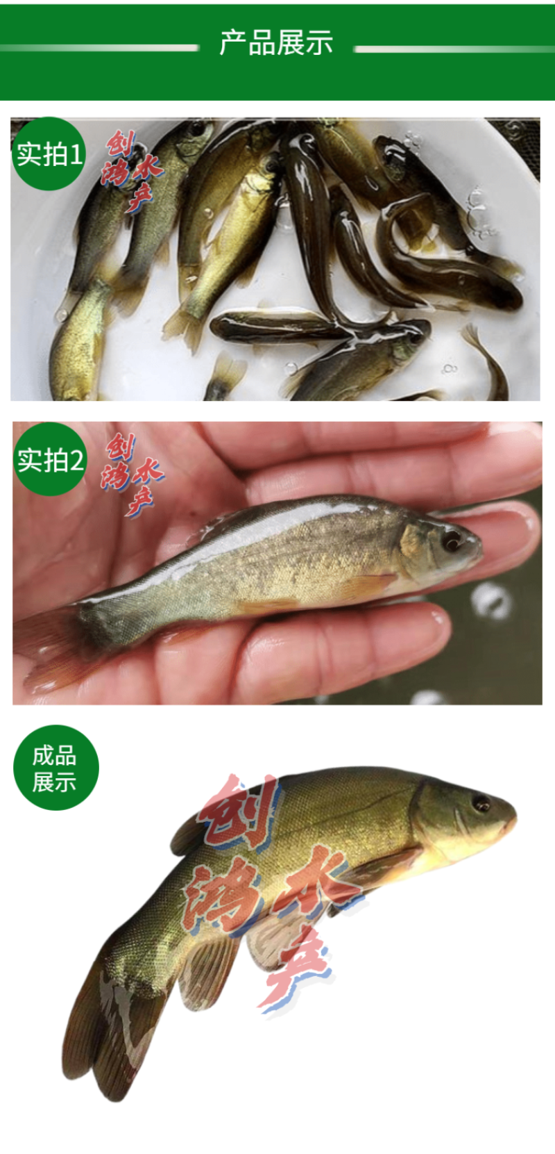 优质丁桂鱼鱼苗欧洲丁鱥鱼苗丁桂鱼苗水花食用观赏鱼