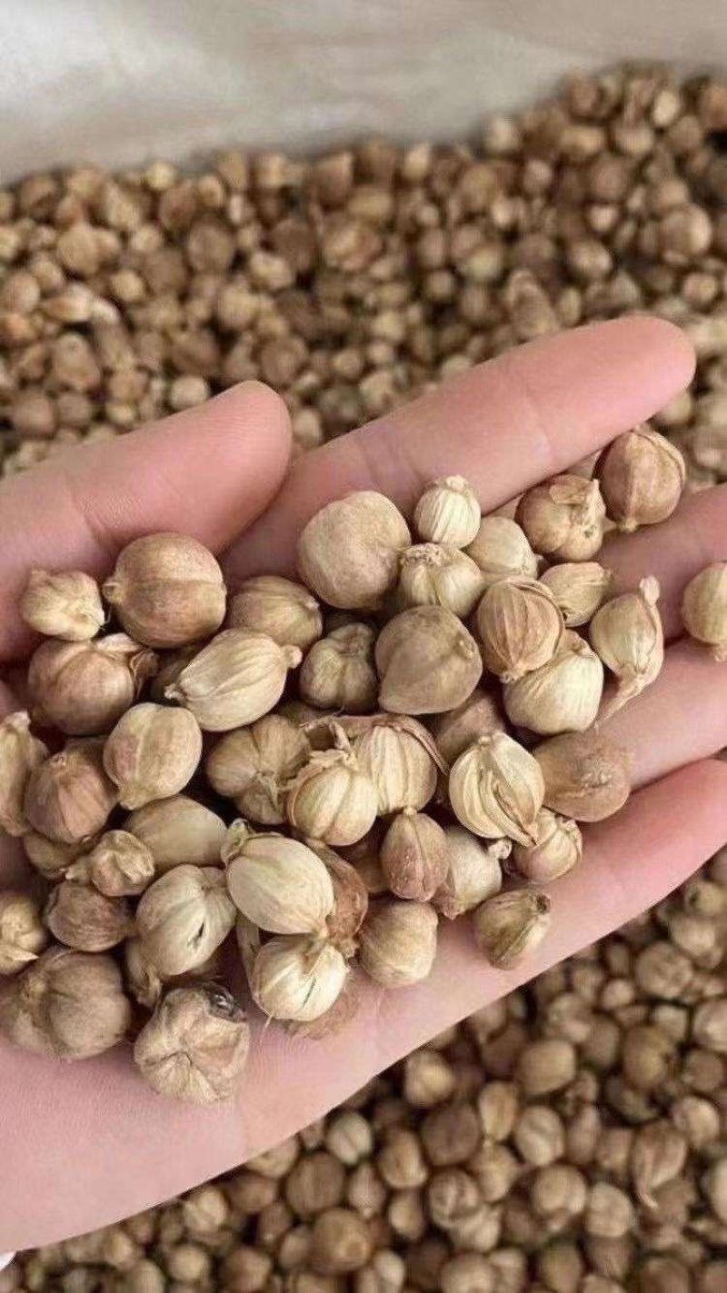 包邮3斤白扣白豆扣全干货颜色好质量保证货一首货源